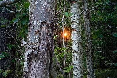 Sun setting through the forest in Tuntorp