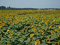 2016年8月31日 (水) 13:52時点における版のサムネイル