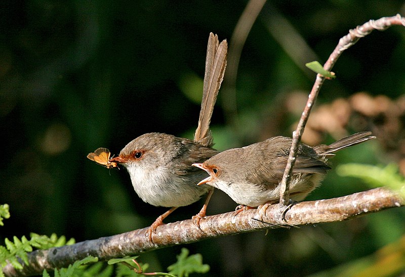 File:Superb Fairy Wrens - Northern Beaches 2006 018b.JPG