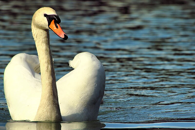 File:Swan - Stanborough Lakes (17583035980).jpg