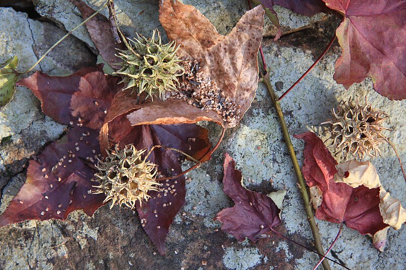 File:Sweetgum seeds shed from gumballs onto leaves rock.jpg