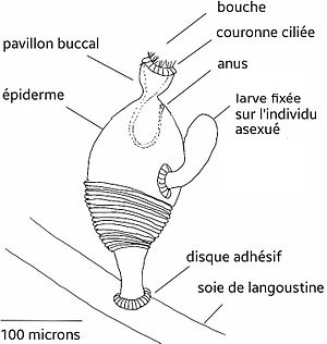 Symbion pandora wikipedia.jpg
