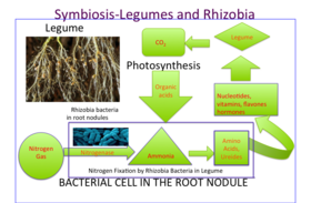 Nitrogen is the most commonly limiting nutrient in plants. Legumes use nitrogen fixing bacteria, specifically symbiotic rhizobia bacteria, within their root nodules to counter the limitation. Rhizobia bacteria convert nitrogen gas (N2) to ammonia (NH3) in a process called nitrogen fixation. Ammonia is then assimilated into nucleotides, amino acids, vitamins and flavones which are essential to the growth of the plant. The plant root cells convert sugar into organic acids which then supply to the rhizobia in exchange, hence a symbiotic relationship between rhizobia and the legumes. Symbiosis in Root Nodules.png