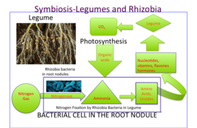 nitrogen fixation definition