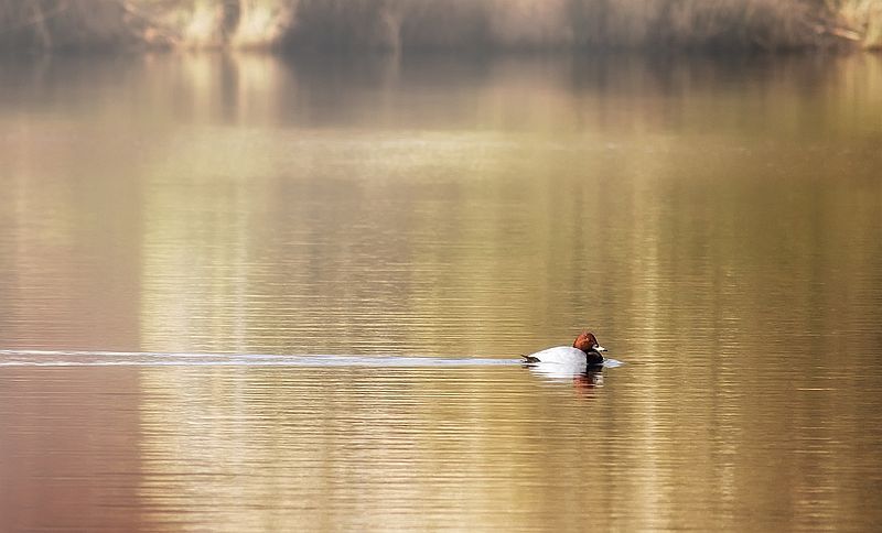 File:Tafelente am Aalkistensee.jpg