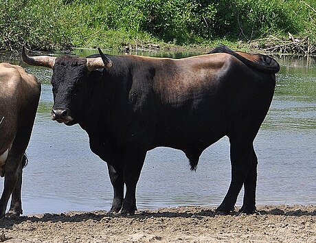 File:Taurus bull Lippeaue.jpg