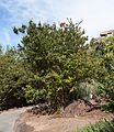 * Nomination Cape Honeysuckle, Tecoma capensis in the Jardín Botánico Canario Viera y Clavijo, Gran Canaria --Llez 17:34, 11 January 2017 (UTC) * Promotion Good quality. --A.Savin 15:01, 12 January 2017 (UTC)