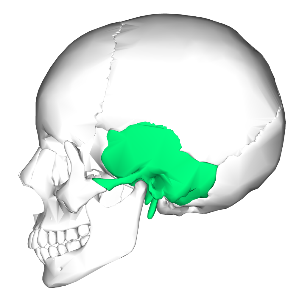 File Temporal Bone Lateral5 Png 維基百科 自由嘅百科全書