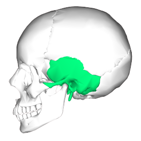 Temporal bone lateral5.png