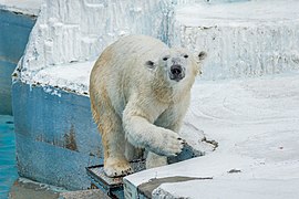 Eisbär (Ursus maritimus)