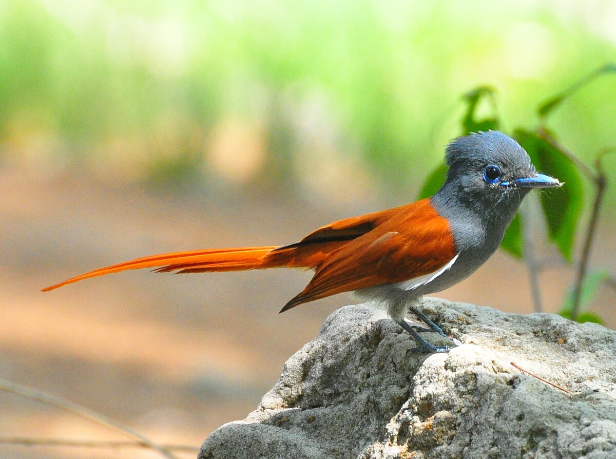 African paradise flycatcher  Wikipedia