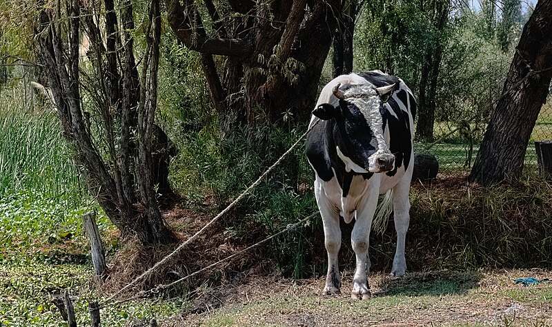 File:Tethered bull Holstein Mexico p2.jpg