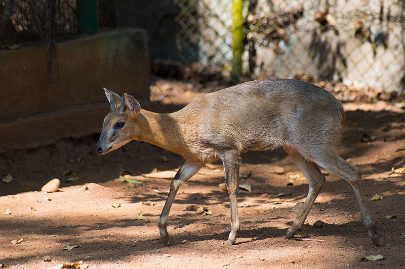 File:Tetracerus quadricornis I.jpg