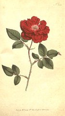 "[ 284 ] Rosa Semperflorens. Ever-Blowing Rose."