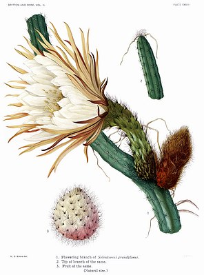 Cactaceae Vol II, levy XXXIII suodatettiin. JPG