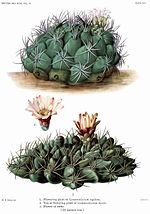 Miniatura para Gymnocalycium mostii