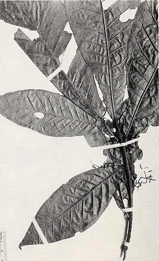 <i>Quercus crispifolia</i> Species of oak tree