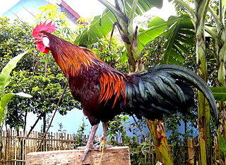 <span class="mw-page-title-main">Ayam Ketawa</span> Breed of chicken