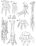 Thumbnail for File:The Osteology of the Reptiles p191.png