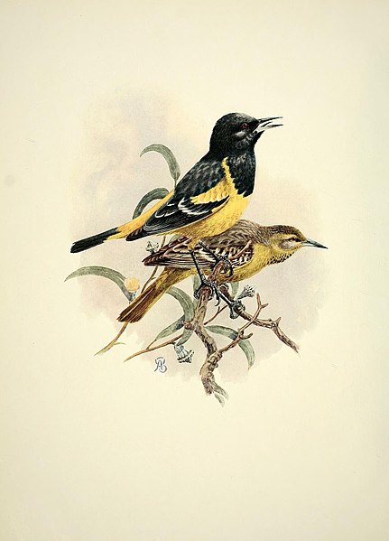 File:The birds of California (Plate 1) (7699523740).jpg