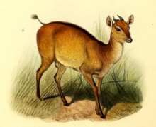 The book of antelopes (1894) Cephalophus ogilbyi.png