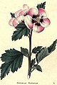 The botanic garden (Plate 20) - Hibiscus Syriacus.jpg
