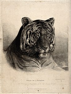 The head of a tigress (Felis Tigris) label QS:Len,"The head of a tigress (Felis Tigris)" c.1825