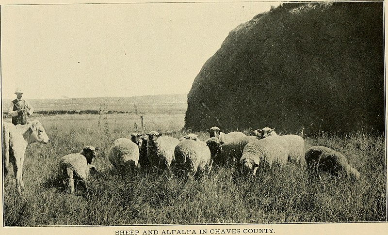 File:The land of sunshine; a handbook of the resources, products, industries and climate of New Mexico (1904) (14757300086).jpg