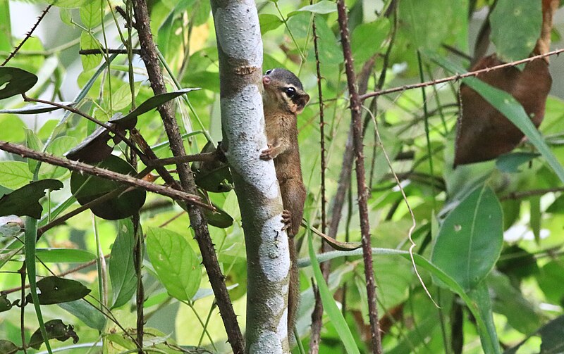 File:The northern smooth-tailed treeshrew.jpg