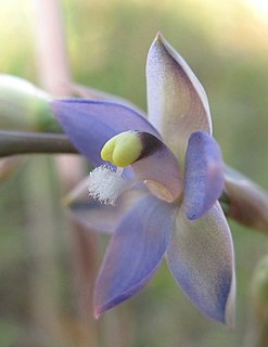 <i>Thelymitra peniculata</i> Species of orchid
