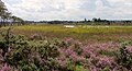View of Thursley Common, Surrey, looking towards Pudmore Pond.