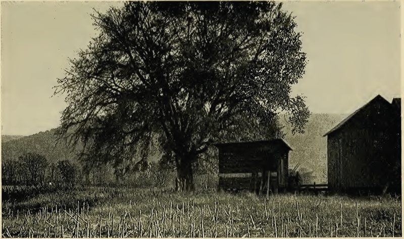 File:Tiadaghton Elm 1939.png