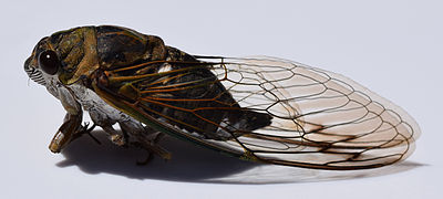 Tibicen canicularis, dog-day cicada