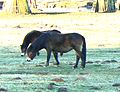 Exmoorpony im Tierpark Sababurg