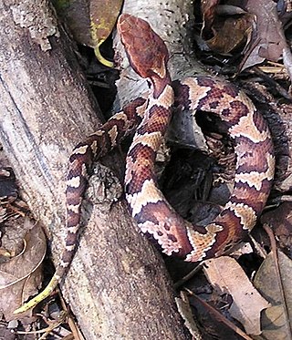 Newborn Florida cottonmouth water moccasin (Agkistrodon piscivorus) showing characteristic high-contrast markings and yellow tail tip.