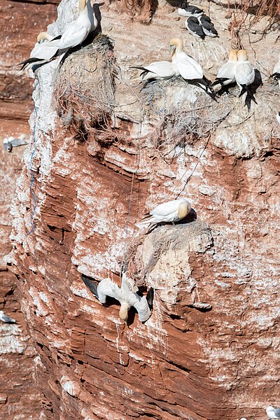 File:Tod durch erhängen - Insel Helgoland 2017 Tölpel - Northern Gannet.jpg