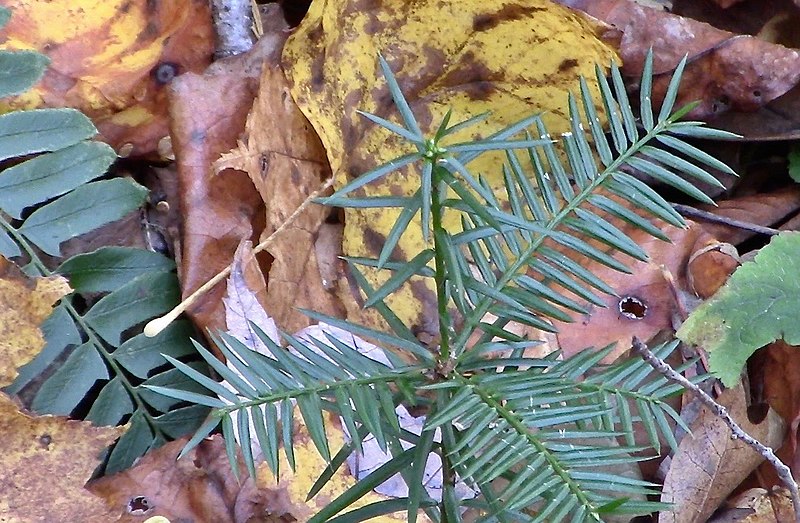 File:Torreya taxifolia Franklin, NC.jpg