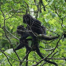 Trachypithecus mauritius