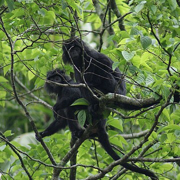 West Javan langur