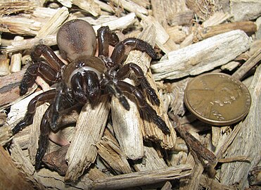 California trapdoor spider, Bothriocyrtum californicum
