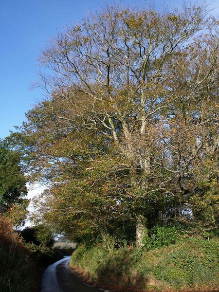 File:Trees at Venton Chapel Cross - geograph.org.uk - 1575090.jpg