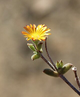 <i>Trichodiadema introrsum</i> Species of succulent