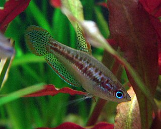 Pygmy gourami Species of fish