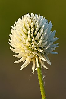 <i>Trifolium montanum</i> Species of legume