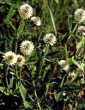 Trifolium Montanum: Loài thực vật