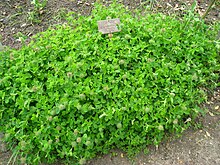 Trifolium pignantii