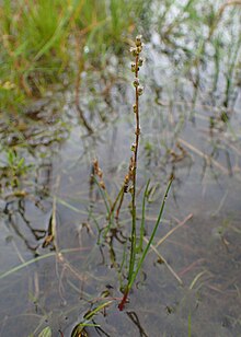 riglochin palustris