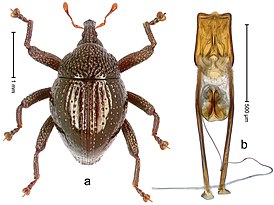 Trigonopterus disruptus