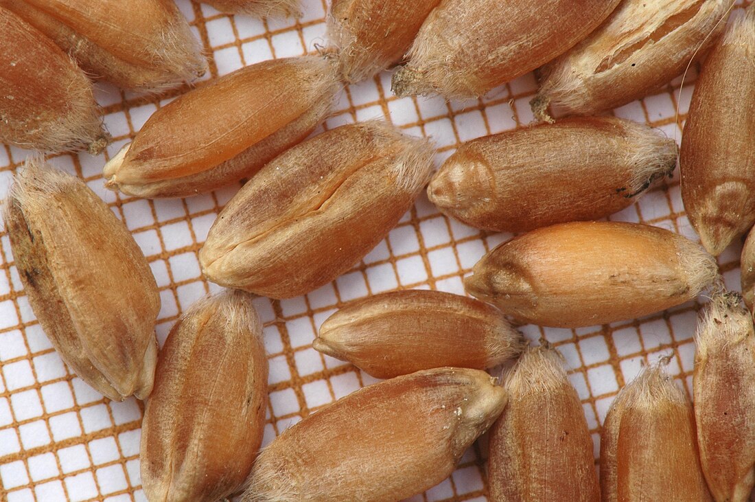 File:Triticum aestivum-grajnoj.jpg