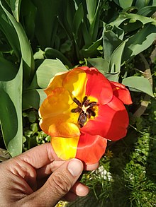 Tulipe dont un coté est rouge et l'autre jaune.